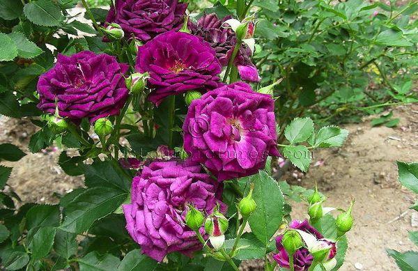 Hoa hồng tím mô tả giống cách trồng cách trồng và chăm sóc ứng dụng trong thiết kế