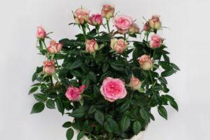 Descripción de la variedad de rosa Cordana, plantación y cuidado, reproducción en casa.