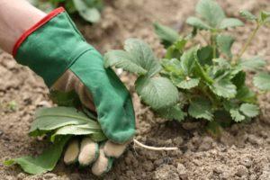 Kokius herbicidus pasirinkti braškėms gydyti nuo piktžolių