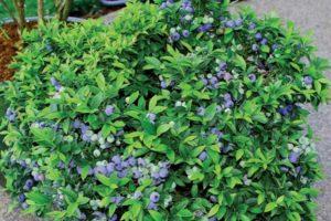 Beskrivelse og egenskaber ved blåbærsorten Bluecrop, plantning og pleje