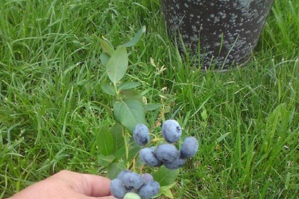 bluecrop berry