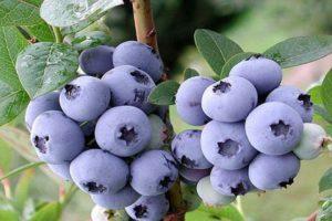 Beskrivelse og karakteristika for Duke-blåbærsorten, plantning og pleje