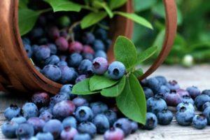 Beskrivning av Patriot blåbärsorten, plantering, odling och vård
