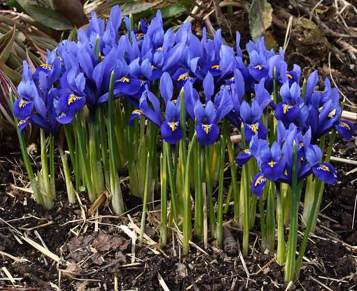 iris Iridodictium