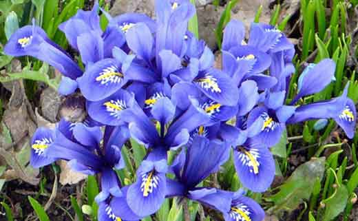 Bulbous iris