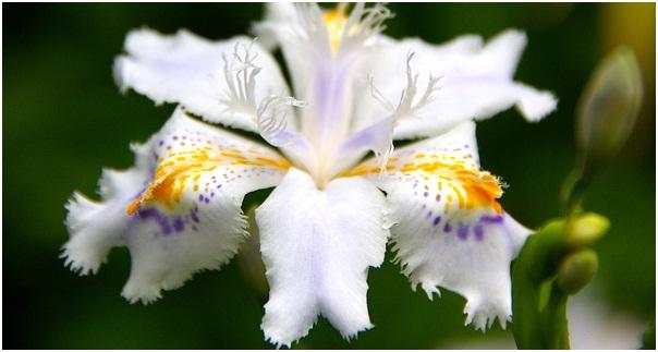 Japanska iris