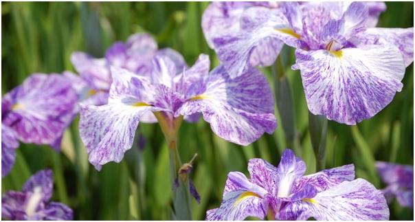 Japanische Iris