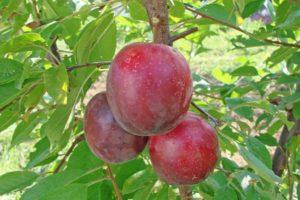 Vyšnių slyvų veislės „liepos rožė“ aprašymas, apdulkintojai, sodinimas ir priežiūra
