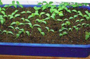 Jak správně pěstovat maliny ze semen pro sazenice doma
