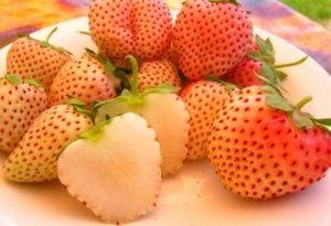 Beskrivning och egenskaper hos jordgubbssorter Ananas, plantering och skötsel