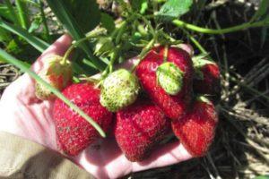 Beskrivning och egenskaper hos Bereginya jordgubbar, plantering och skötsel