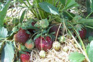Beskrivning och egenskaper hos jordgubbssorten Fyrverkerier, odling och vård