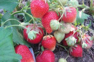 Beskrivning och egenskaper hos Carmen jordgubbssort, odling och vård