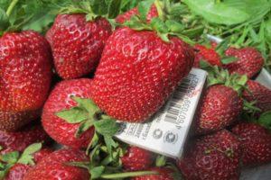 Beschreibung und Eigenschaften der Marschall-Erdbeersorte, Anbau und Pflege