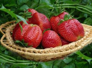 Popis a charakteristika jahod odrůdy Mashenka, pěstování a reprodukce