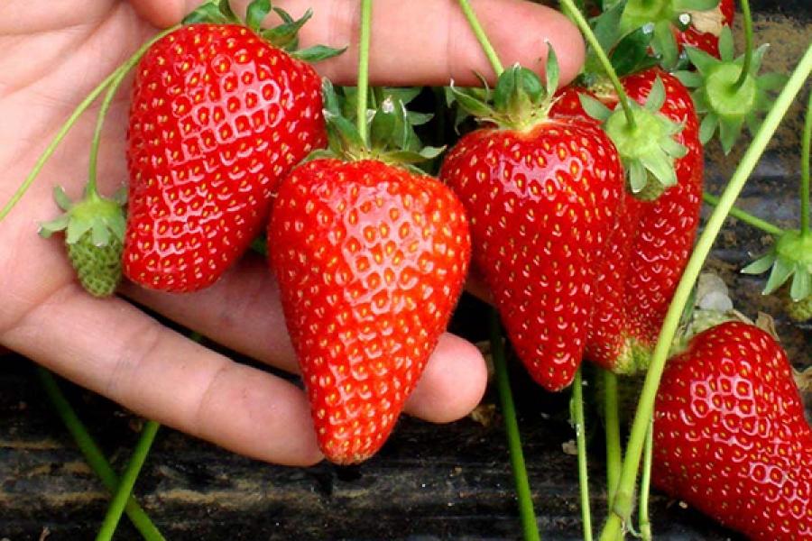 fraises à la main