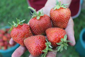 Description et caractéristiques de la variété de fraises Veau éléphant, culture et reproduction