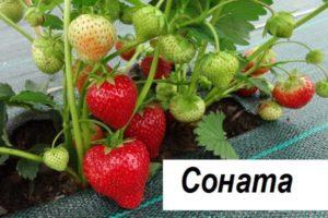Description et caractéristiques de la variété de fraise Sonata, plantation et entretien
