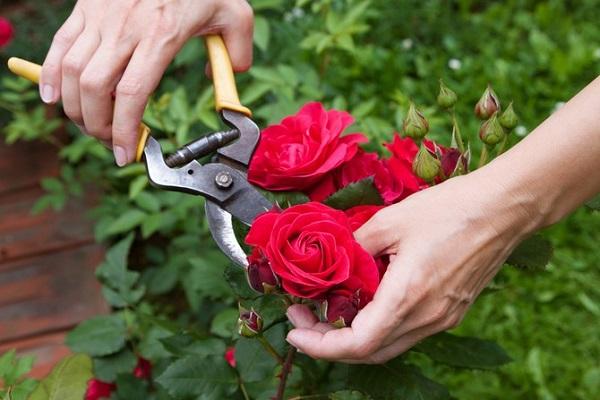 cortar rosas