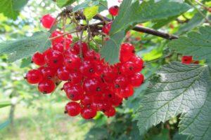 Beskrivning och egenskaper hos Natali röda vinbärsorter, plantering och vård