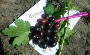 Descrizione e caratteristiche della varietà di uva spina Chernomor, semina e cura