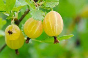 Beskrivning av krusbärsorten Gulrysk, odling och vård