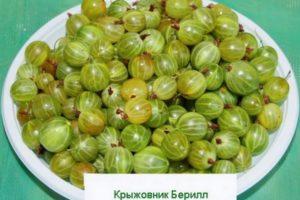 Caratteristiche e descrizione dell'uva spina di berillo, semina e cura
