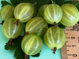 Descrizione e caratteristiche della varietà di uva spina Malachite, semina e cura
