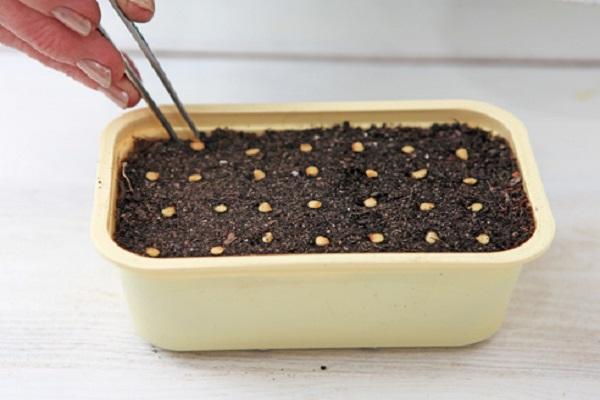 sowing pepper