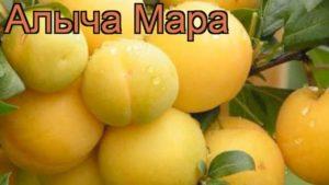 Vyšnių slyvų veislės „Mara“ aprašymas, apdulkintojai, sodinimas ir priežiūra, derliaus nuėmimas ir laikymas