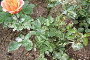 Mesures pour lutter contre l'oïdium sur les roses, que faire et quel est le meilleur traitement