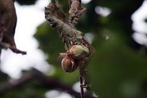 Varför hasselnötter kanske inte bär frukt, orsaker och sjukdomar, sätt att lösa problemet