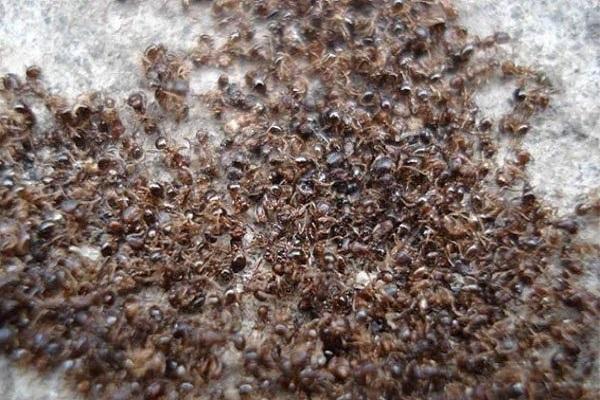 skruzdėlių invazija