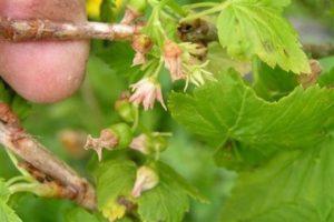 For what reasons currant does not bloom and bear fruit and what to do about it