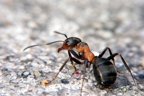 lesní mravenci