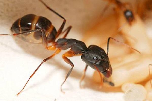 skruzdėlynas graužikas