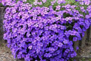 25 typer av markbeläggning perenner för trädgården med växtbeskrivningar