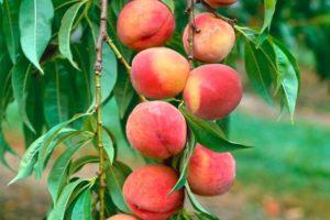 Geriausi persikų ir žemės ūkio praktikos skleidimo būdai