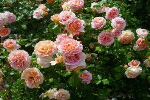Charakteristika a opis odrody ruže Abraham Derby, kultivácia a starostlivosť