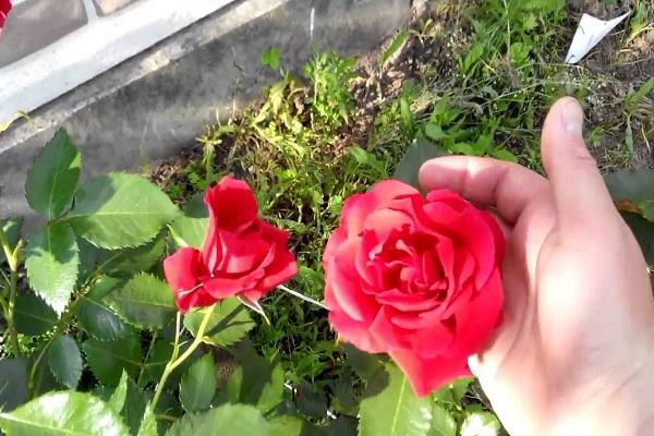 vermenigvuldig rozen