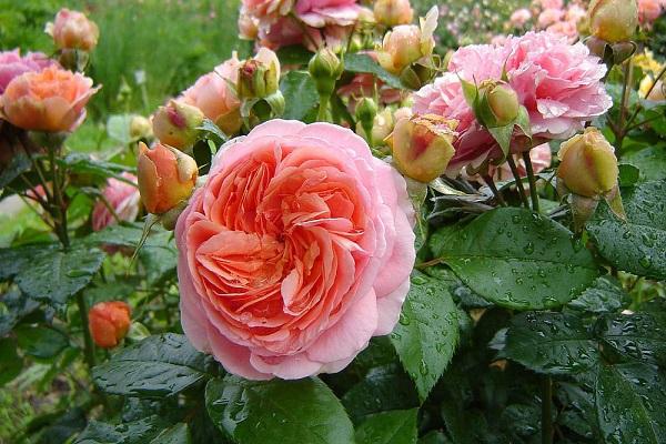 ružová chippendale