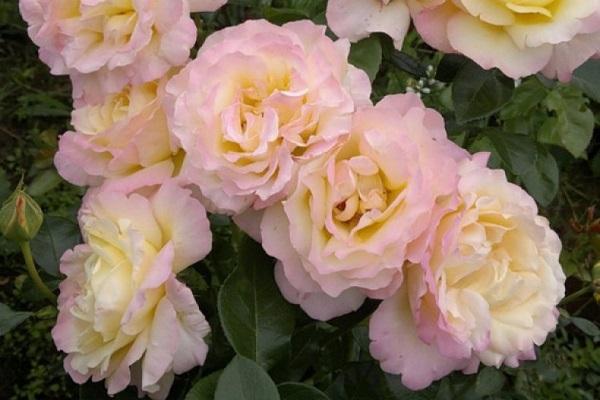 Rose Gloria Day: description of the variety, planting and breeding ...