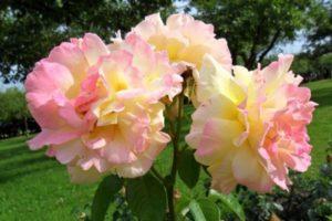 „Gloria Day“ rožių veislės aprašymas, sodinimas, auginimas ir priežiūra