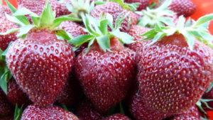 Popis a vlastnosti jahodové odrůdy Ruby s přívěskem, výsadbou a ošetřováním