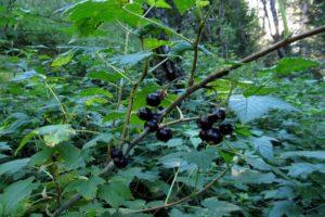 Kiek metų juodieji serbentai gyvena vienoje vietoje, vaisiaus augimo laikas