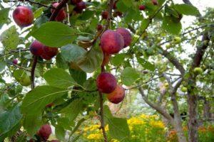 Popis a charakteristika odrůdy švestek Etude, opylovačů a kultivace