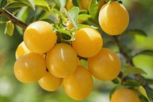 Description et caractéristiques de la variété de prune en colonne Mirabelle, plantation et entretien