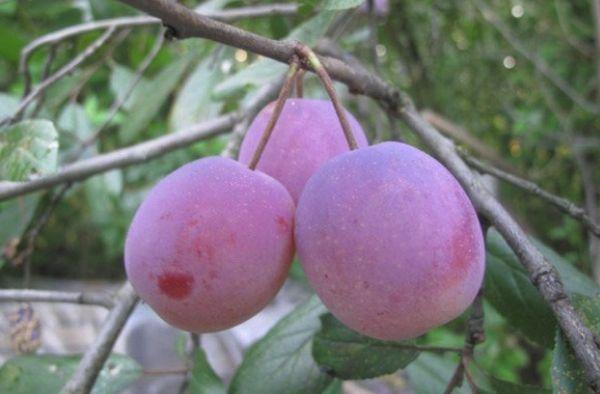 ripe plum