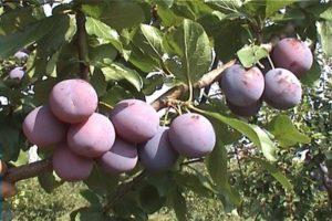 Description et caractéristiques de la variété précoce de prune Zarechnaya, culture et entretien