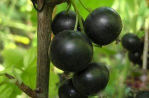 Beskrivning och egenskaper hos Selechenskaya vinbärsort, odling och vård